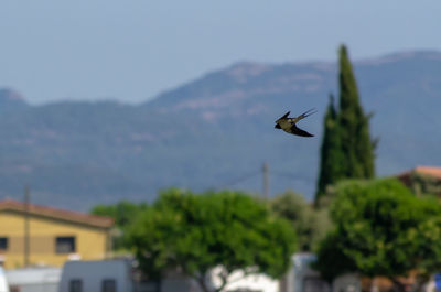 Bird flying in the sky