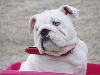 Close-up portrait of a dog