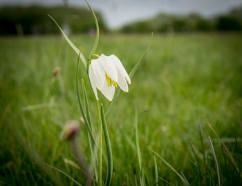 Close-up of white flower blooming in field