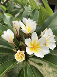 Close-up of white flowering plant