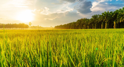 Scenic view of field against sky during sunset