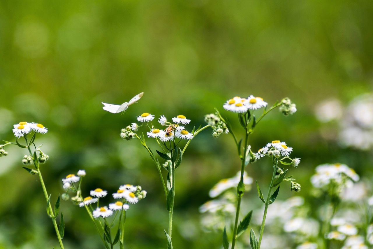 Butterflywaltz