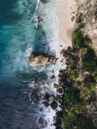 Aerial view of trees by sea