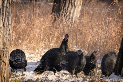 View of birds on field during winter