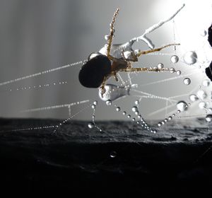 Close-up of spider on web