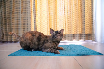 Portrait of cat sitting on floor at home