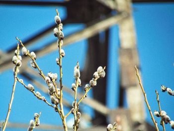 Close-up of flowering plant against blue sky