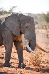 Full length of elephant standing on field