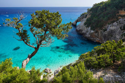 High angle view of sea and trees
