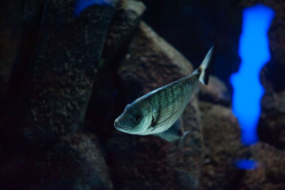 Close-up of fish underwater