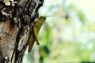 Close-up of insect on tree trunk