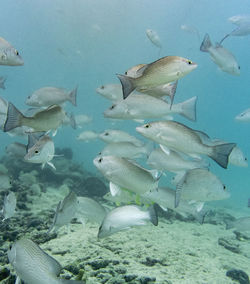 Fish swimming in sea