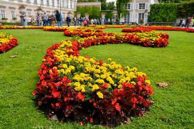 Flowers blooming in lawn