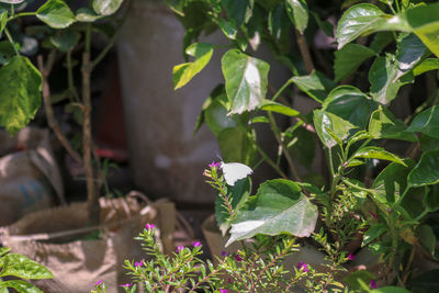 Close-up of purple flowering plant