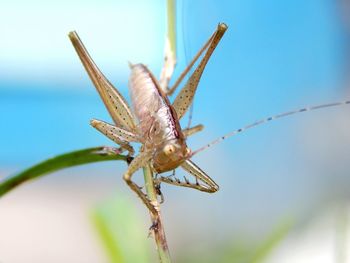 Close-up of insect