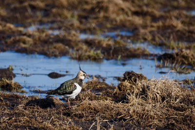 Seagulls perching on a field