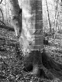 View of trees in forest