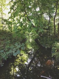 Trees in forest