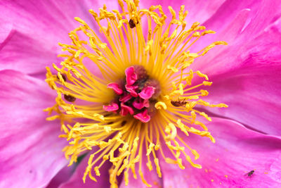 Close-up of pink flower