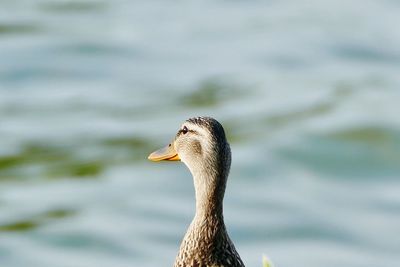 Close-up of a duck swimming in lake