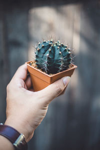 Cropped hand of woman holding potted cactus outdoors