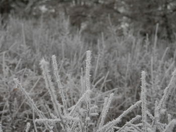 Close-up of plants on snow field