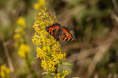 Close-up of butterfly pollinating on flower