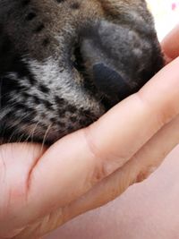 Close-up of hand holding dog