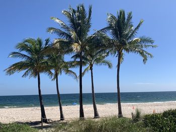 Coconut palm trees on beach against clear sky