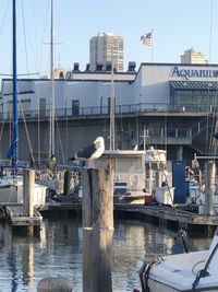 Seagull on a harbor