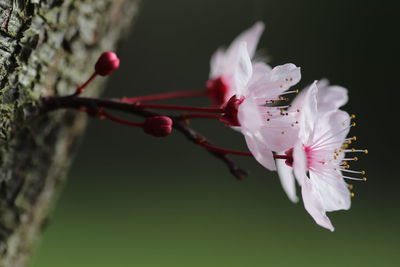 Close-up of pink cherry blossoms in spring