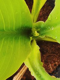 Close-up of raindrops on leaf