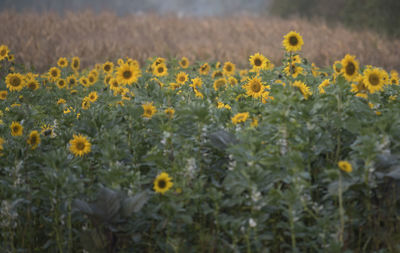 A yellow sunflower or helianthus plant field with green leaves