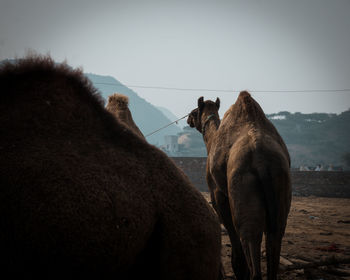 View of a horse