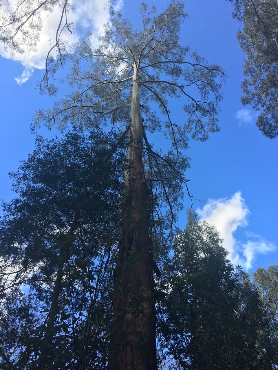 low angle view, tree, sky, growth, branch, tree trunk, blue, scenics, tranquility, nature, cloud, beauty in nature, day, cloud - sky, tranquil scene, tall, outdoors, tall - high, non-urban scene