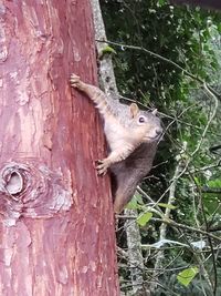 Squirrel on tree trunk