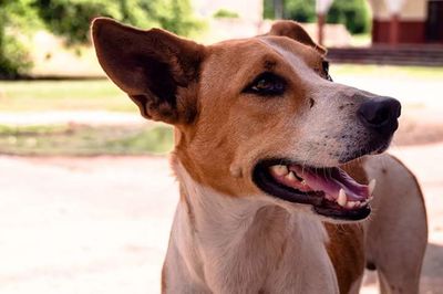 Close-up of dog