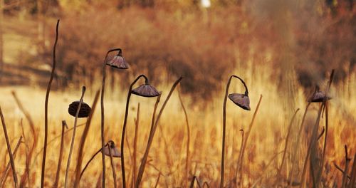 Close-up of plants growing on field