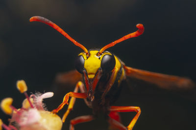 Close-up of yellow jacket delta on plant