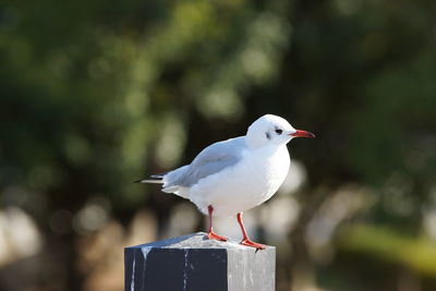 Close-up of seagull perching on wood