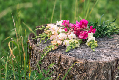 Close-up of pink flowering plants on land