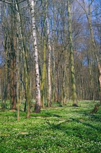Trees in forest