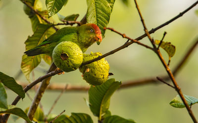 Close-up of a lizard on tree