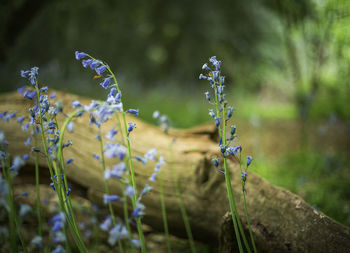 Close-up of purple flowering plant on field