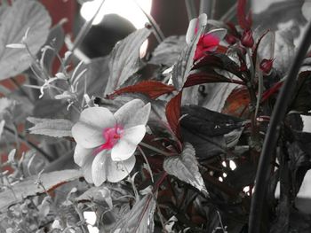 Close-up of red flowers