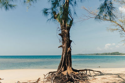 Pine tree on the beach with blue sea and sky in phuket.