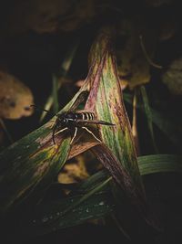 Close-up of insect on plant