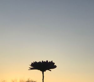 Low angle view of silhouette plant against sky at sunset
