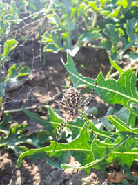 Close-up of insect on plant