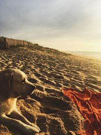 View of dog at beach against sky